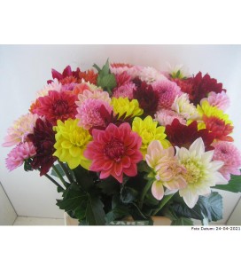 Dahlia mix 45 cm