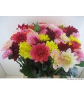 Dahlia mix 45 cm