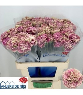 Oeillet Antigua x20