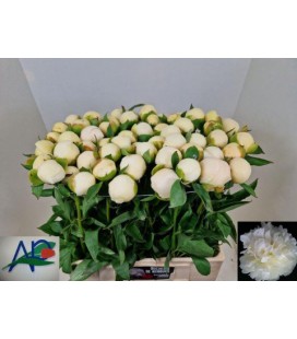 Pivoine Duchesse de Nemour 55 cm
