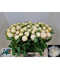 Pivoine Duchesse de Nemour 60 cm