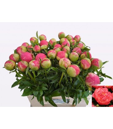 Pivoine Coral Sunset