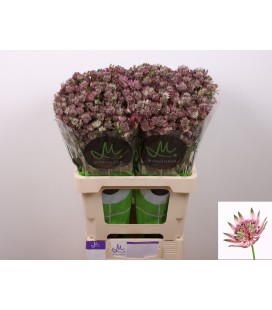 Astransia stra of africa 60 cm