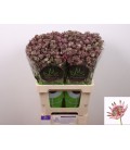 Astransia stra of africa 60 cm