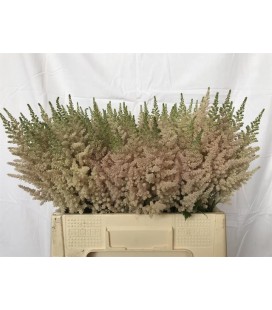 Astilbe Inferno 65 cm