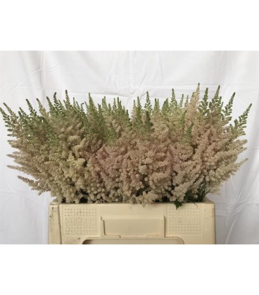 Astilbe Inferno 65cm