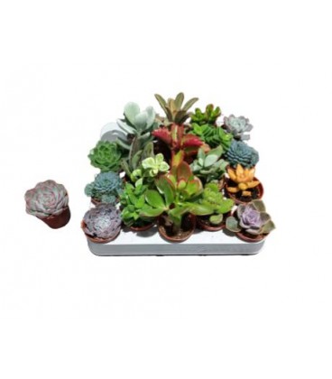 Succulente mix pot de 5.5