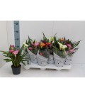 Calla mix pot de 10.50