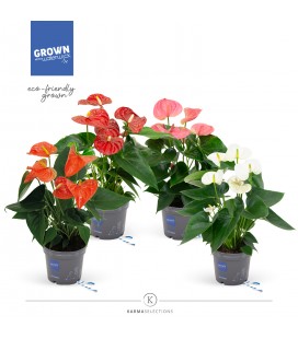 Anthurium mix pot de 12 h 45
