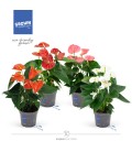 Anthurium mix pot de 12 h 45