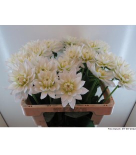 Dahlia Karma Zwaan 55 cm