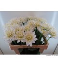 Dahlia Karma Zwaan 55 cm