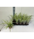 Chlorophytum pot de 12