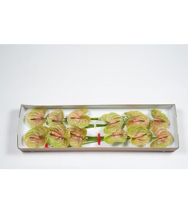 Anthurium Pistache par 12
