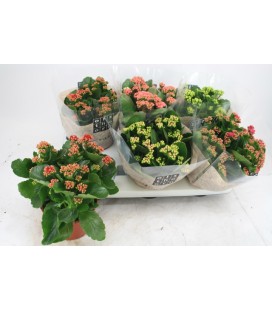 Kalanchoe Ø 15 mix 5 coul