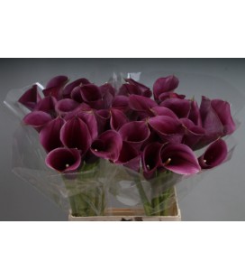 Calla cap Promise 60 cm