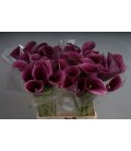 Calla cap Promise 60 cm
