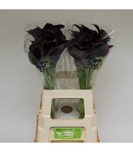 Calla Odessa 55 cm