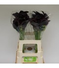 Calla Odessa 55 cm