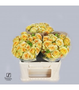 Rose Branchue Bandolero 40 cm