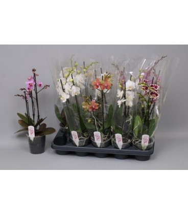 Phalaeno Mf mix coul Ø12 h 45 