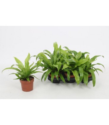Asplenium Ø12