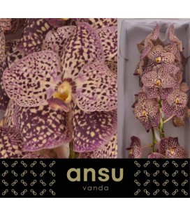 Vanda su Ocean sangria x 16