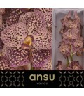 Vanda su Ocean sangria x 16