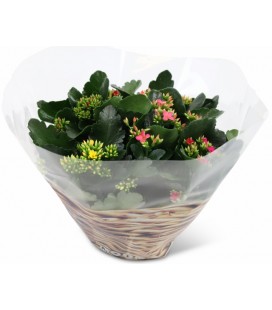 Kalanchoe Fleurs simple coupe Ø 23 