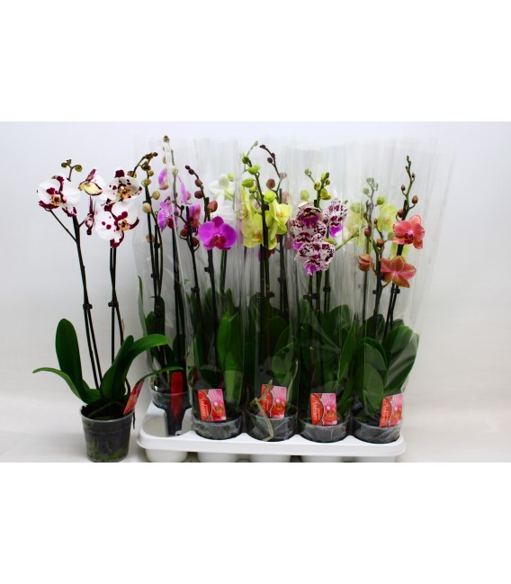 Phalaenopsis Ø 12h 60 2 b