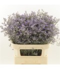 Limonium maine blue 80 cm