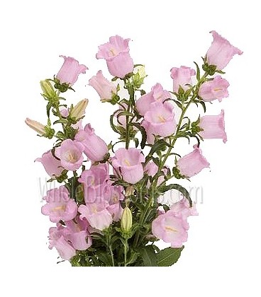 Campanule M Pearl pink 80 cm