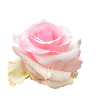 Rose Equateur Nena 50 Cm