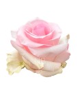 Rose Equateur Nena 50 Cm