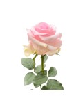 Rose Equateur Nena 50 Cm