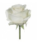 Rose Playa blanca 60 cm