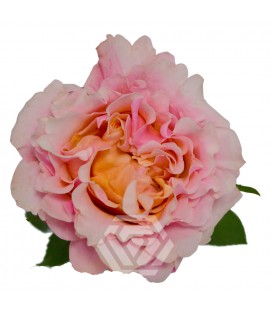 Rose Mayra Peach Equateur 50 Cm