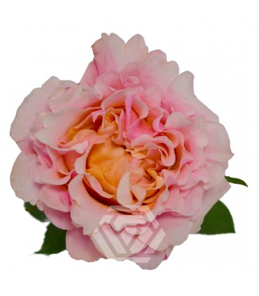 Rose Mayra Peach Equateur 50 Cm