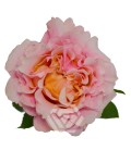 Rose Mayra Peach Equateur 50 Cm