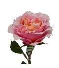 Rose Mayra Peach Equateur 50 Cm
