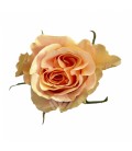 Rose Phoenix Equateur 50 Cm
