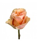 Rose Phoenix Equateur 50 Cm