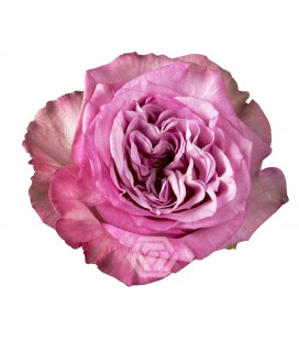 Rose Queen's Crown Equateur 50 Cm
