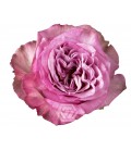 Rose Queen's Crown Equateur 50 Cm