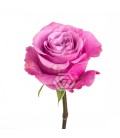 Rose Queen's Crown Equateur 50 Cm