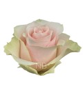 Rose Equat Frutteto 50 cm x 25