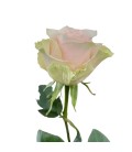 Rose Equateur Frutteto 50 Cm