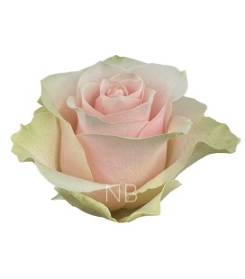 Rose ( colombie)Frutteto 60 cm x 25