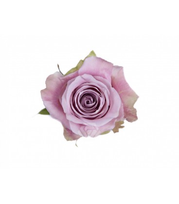 Rose Equateur Faith 50 Cm