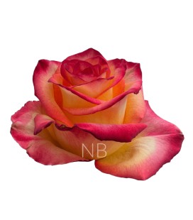 Rose Equat  High Magic 50 cm x25